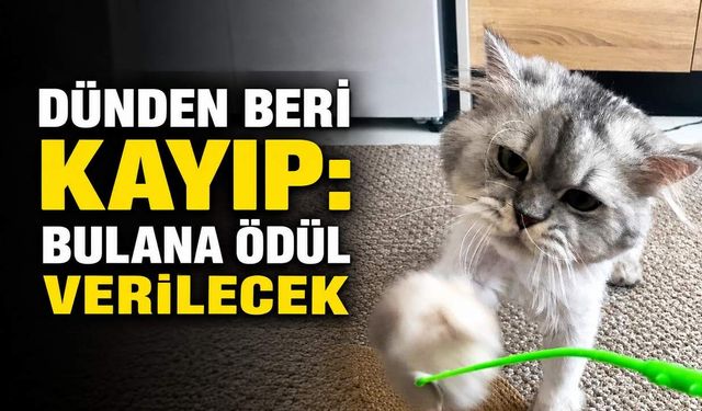 Dünden beri kayıp: Bulana ödül verilecek