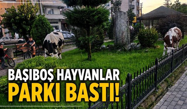 Başıboş hayvanlar parkı bastı