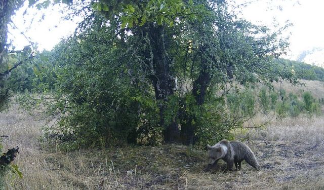 Armut ağacına çıkarak karınlarını doyuran ayılar görüntülendi