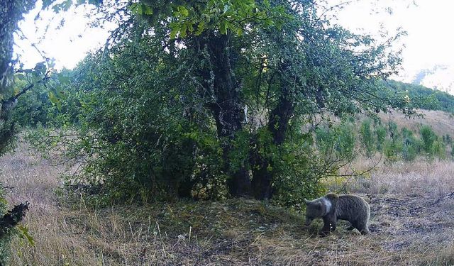 Yaban hayatı fotokapanlarla görüntülendi