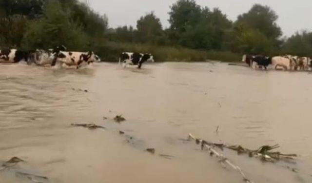 Merayı su bastı, mahsur kalan inekleri sahipleri kurtardı