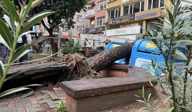 Parkta ağaç devrildi
