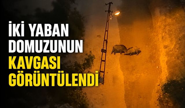 İki yaban domuzunun kavgası görüntülendi