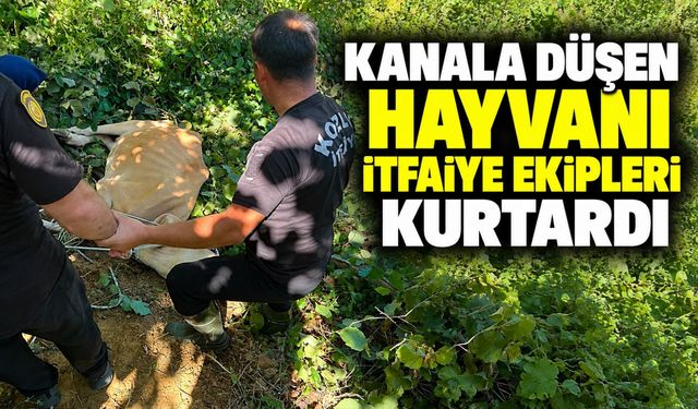 Kanala düşen hayvanı itfaiye ekipleri kurtardı