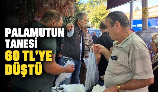 Palamutun tanesi 60 TL'ye düştü