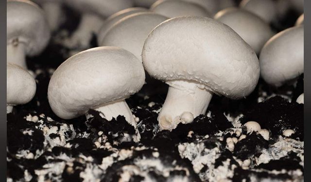Zehirlenmelere dikkat: Kültür mantarını tercih edin