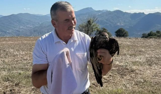 Sıcak asfalta yapışan şahin, muhtarın müdahalesiyle kurtarıldı