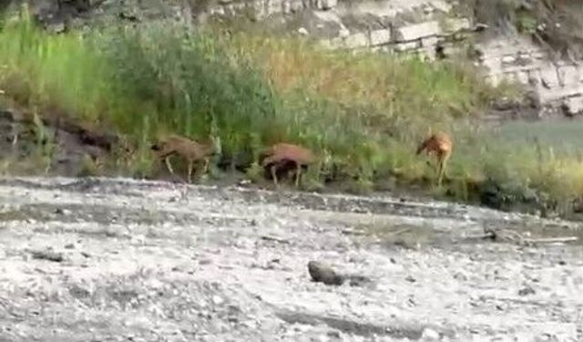 Dereden su içen karacalar kameraya yansıdı
