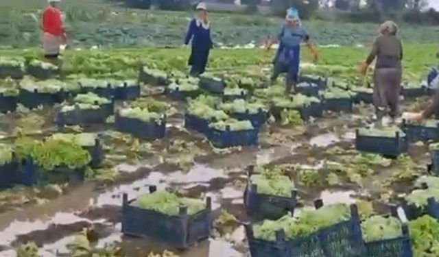 Göle dönen tarlalarda üreticiler mahsulleri kurtarmak için zamana karşı yarışıyor