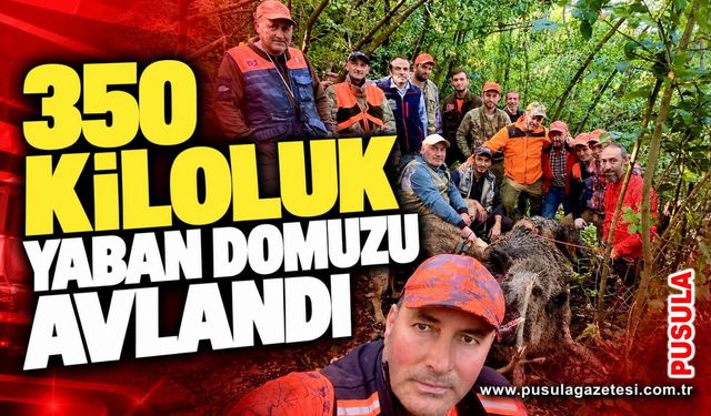 350 kiloluk yaban domuzu avlandı