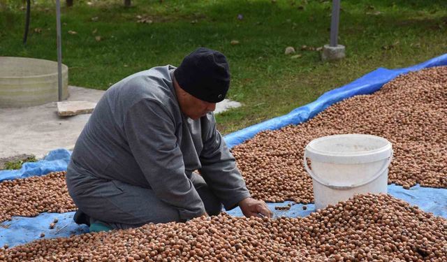 Yüksek kesimlerde fındık mesaisi devam ediyor