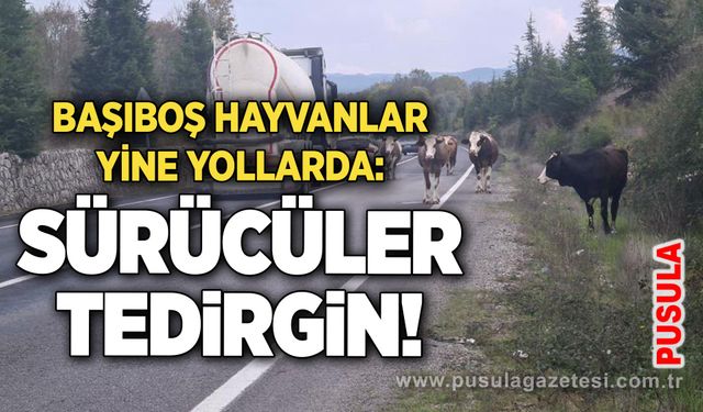 Başıboş hayvanlar yine yollarda: Sürücüler tedirgin!