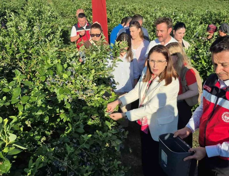 Yaban mersini meyvesinde yüksek rekolte