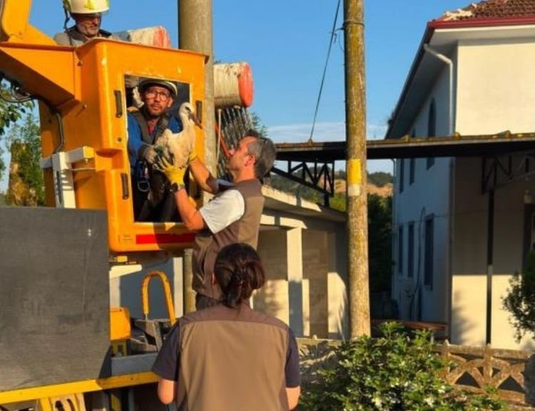 Elektrik direğindeki yuvada sahipsiz kalan yavru leyleklere şefkat eli