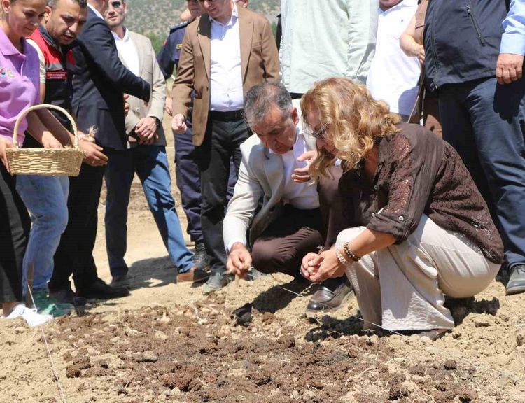 7 dekarlık alana 500 kilo safran soğanı dikildi