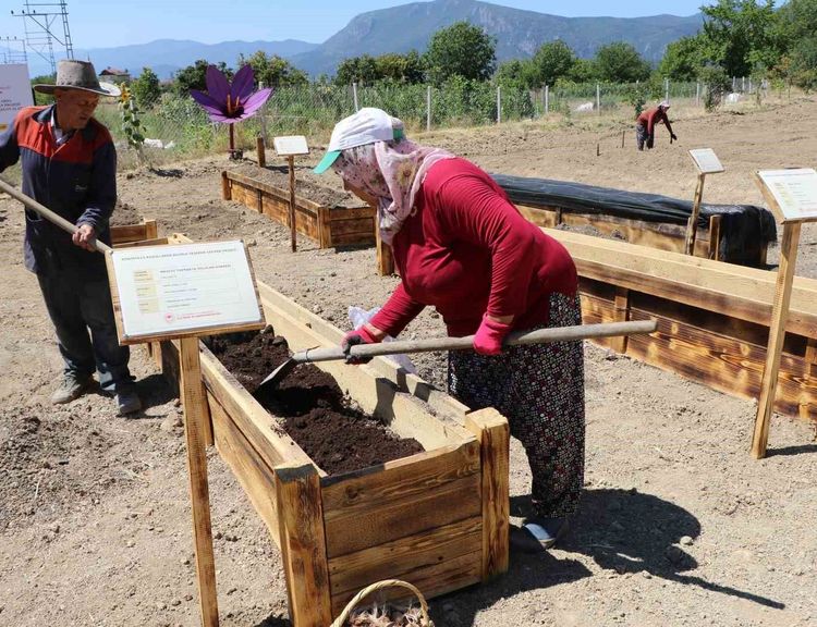 'Dünyanın en pahalı baharatı' köstebeklerden korunacak