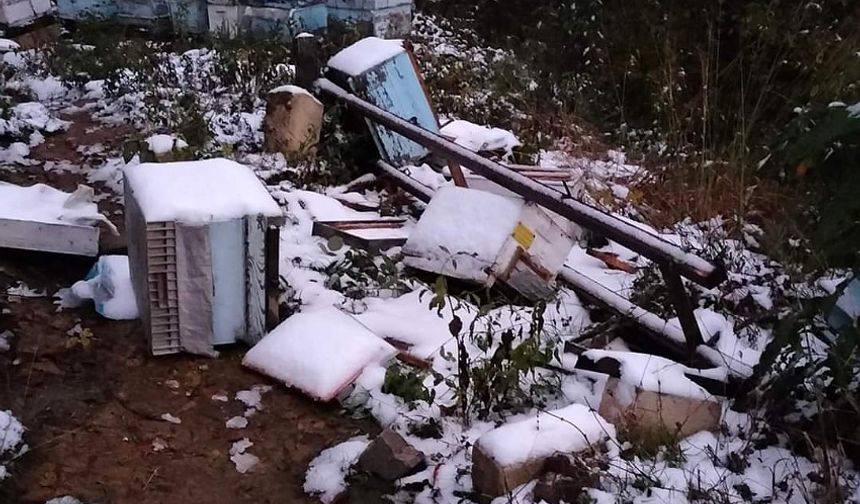 Arı kovanlarına ayı saldırdı