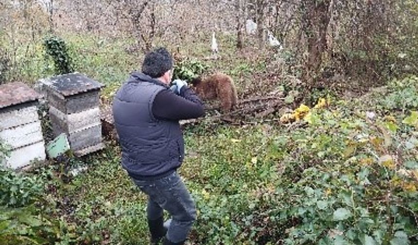 Bahçeye dadanan ayı tellere takıldı