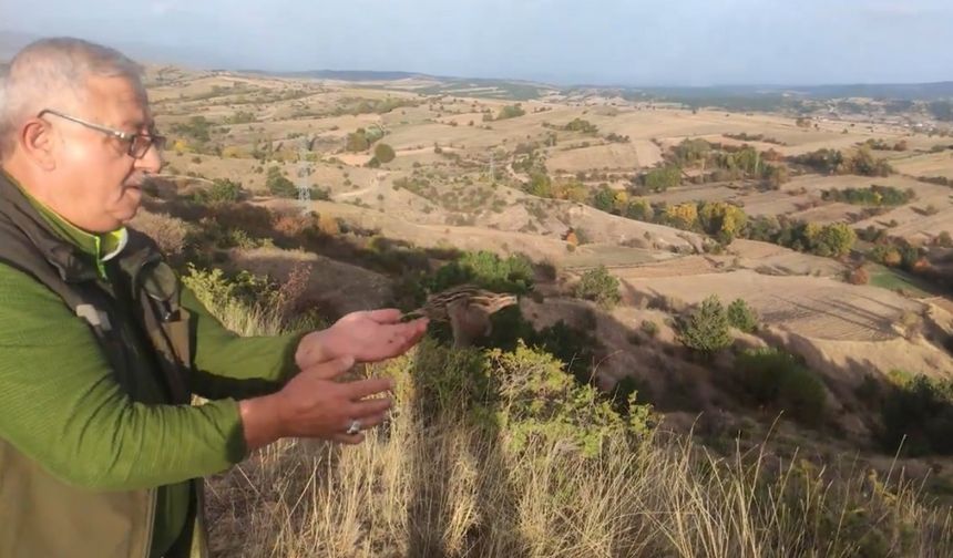 Yaralı halde bulunan bıldırcın, sağlığına kavuştu