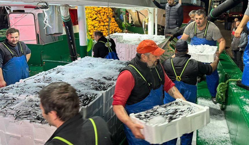 Balıkçılar 300 ton hamsiyle döndüler: Ücretsiz dağıttılar