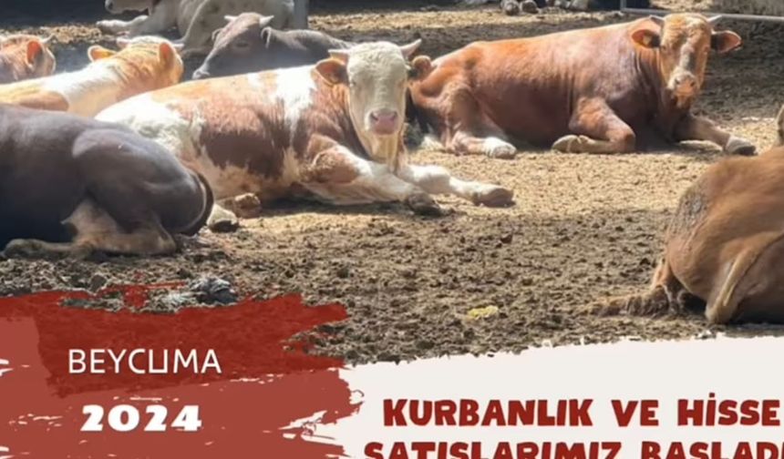 Bayrama az kaldı: Vural Kundakçıoğlu, kurbanlık fiyatlarını açıkladı
