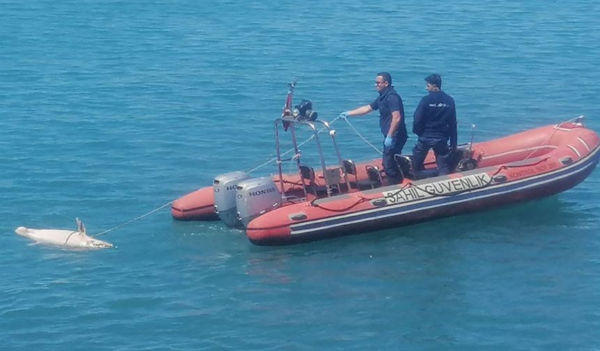 Denizde ölü bulundu: Sahil Güvenlik olay yerinde