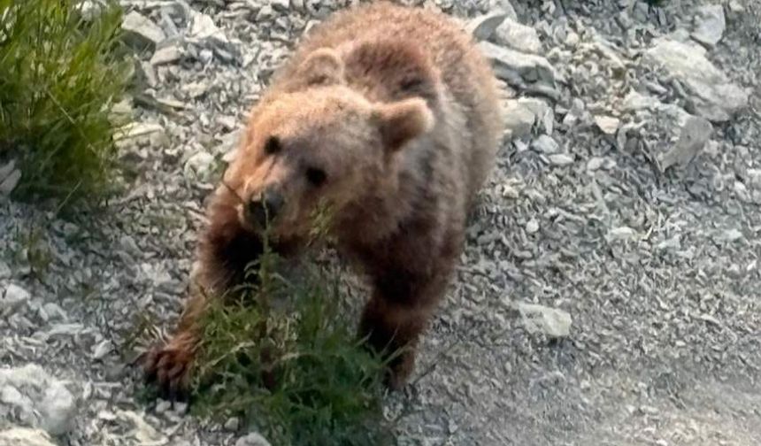 Yavru bozayı sahile indi, vatandaşlar izlemeye gitti