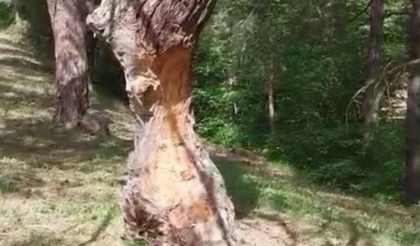 Çam ağaçları çıra için tahrip edildi
