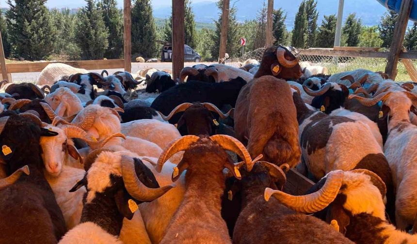 Kurbanlıklar görücüye çıkmaya başladı