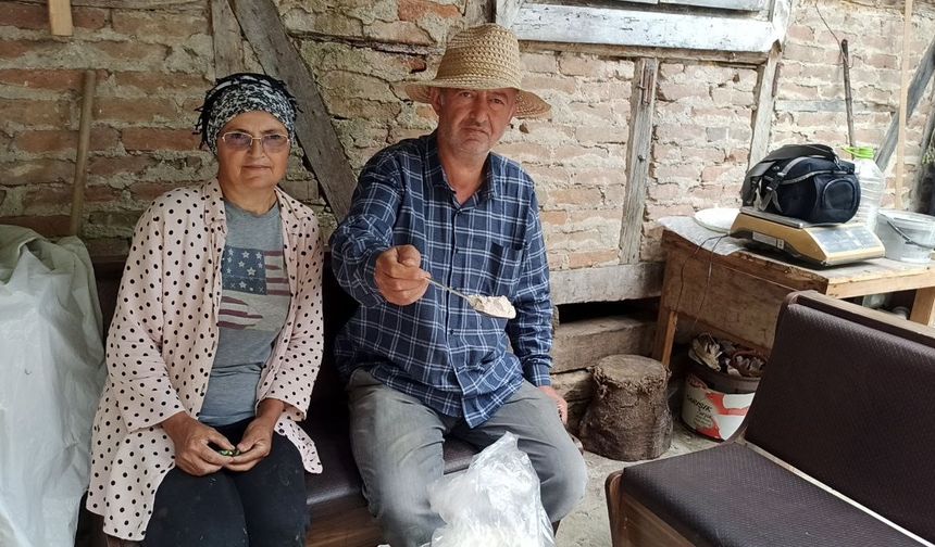İstanbul’dan Zonguldak'a dönen iki kardeş, 10 dönümlük arazide salep bitkisi yetiştiriyor