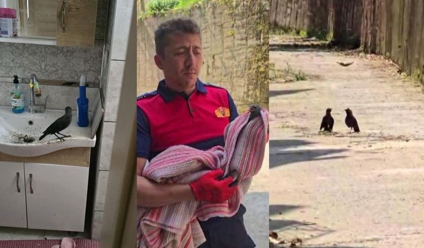 Boş eve girerek mahsur kalan yavru karga kurtarıldı