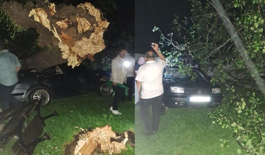 Şiddetli fırtına ağaçları devirdi: Otomobillerde büyük hasar oluştu
