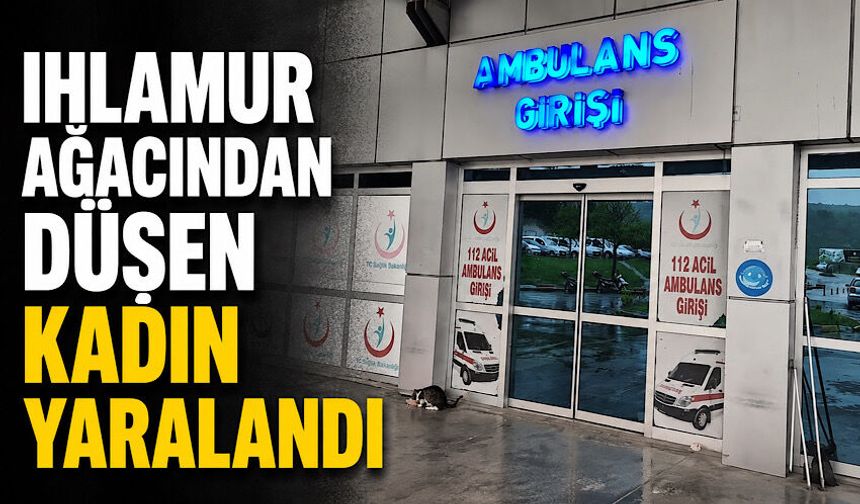 Ihlamur ağacından düşen kadın yaralandı