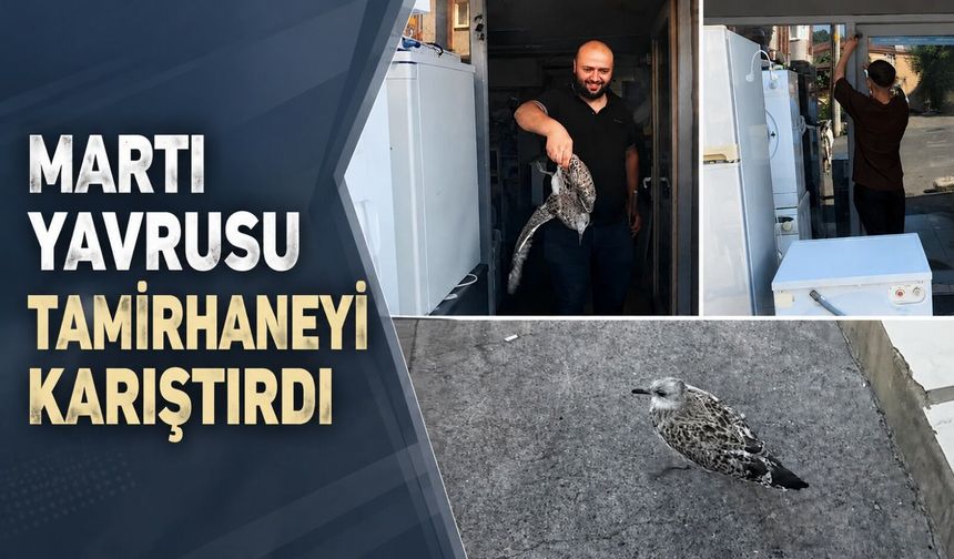 Martı yavrusu beyaz eşya tamircisini karıştırdı