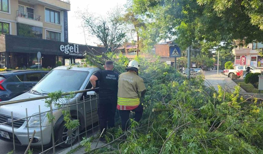 Üzerine ağaç devrilen araca "hatalı park" cezası