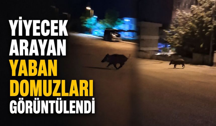 Yiyecek arayan yaban domuzları görüntülendi