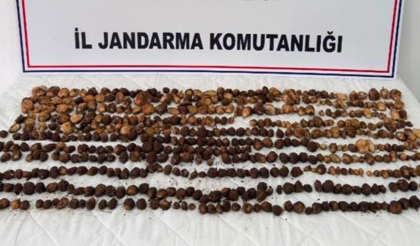 Yabani salep toplayan 3 kişiye rekor ceza: 2 milyon 97 bin TL