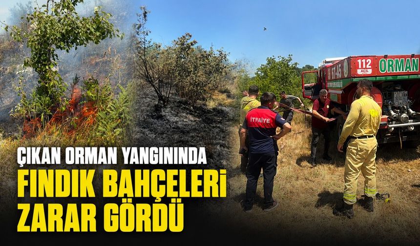 Çıkan orman yangınında fındık bahçeleri zarar gördü