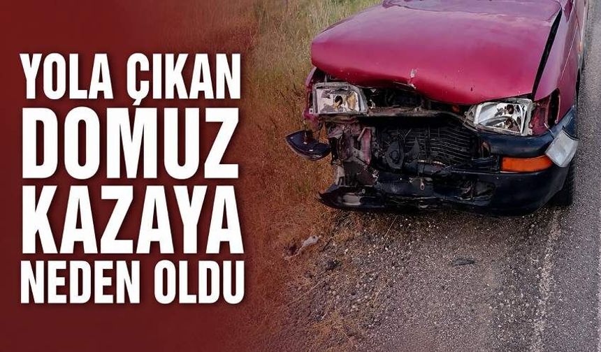 Yola çıkan domuz kazaya neden oldu