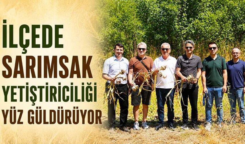 İlçede sarımsak yetiştiriciliği yüz güldürüyor