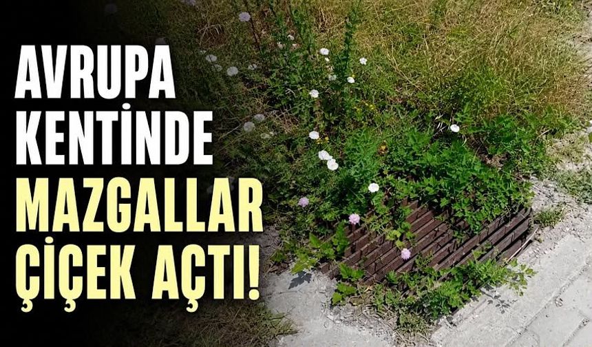 Avrupa kentinde mazgallar çiçek açtı!