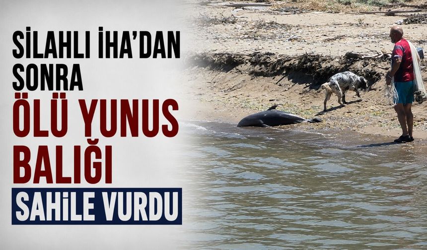 Silahlı İHA'dan sonra ölü yunus balığı sahile vurdu