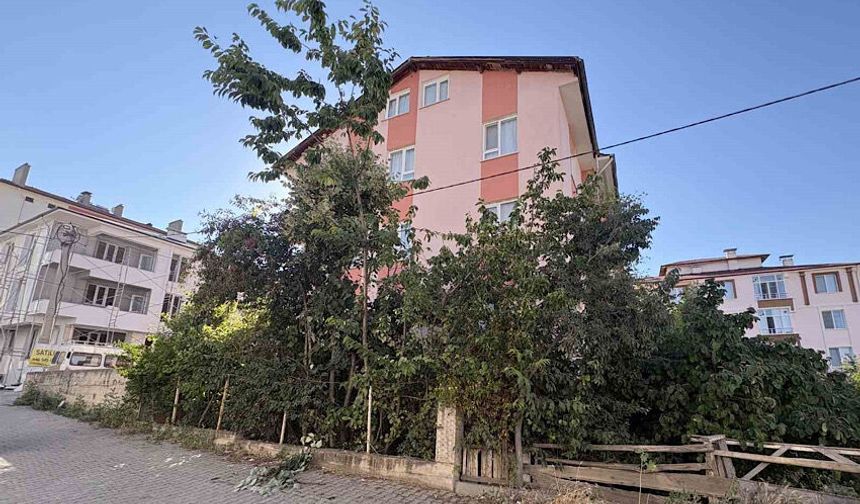 Ihlamur ağacından düşen emekli öğretmen yaralandı
