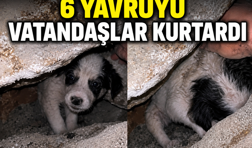 İncivez'de 3 gündür mahsur kalan 6 yavru köpeği mahalle sakinleri kurtardı