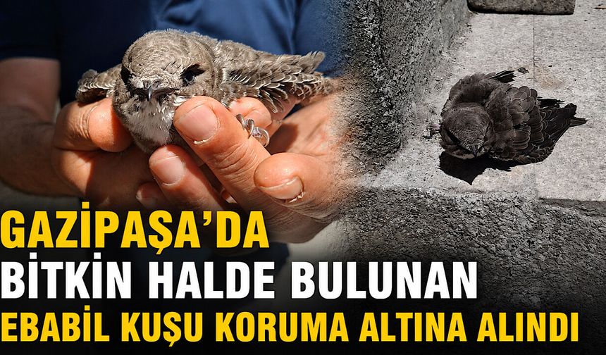Gazipaşa’da bitkin halde bulunan ebabil kuşu koruma altına alındı