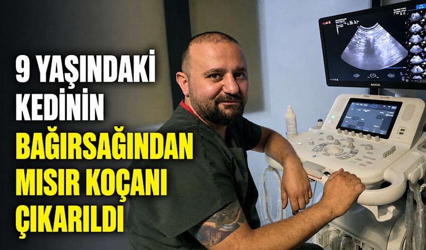 9 yaşındaki kedinin bağırsağından mısır koçanı çıkarıldı
