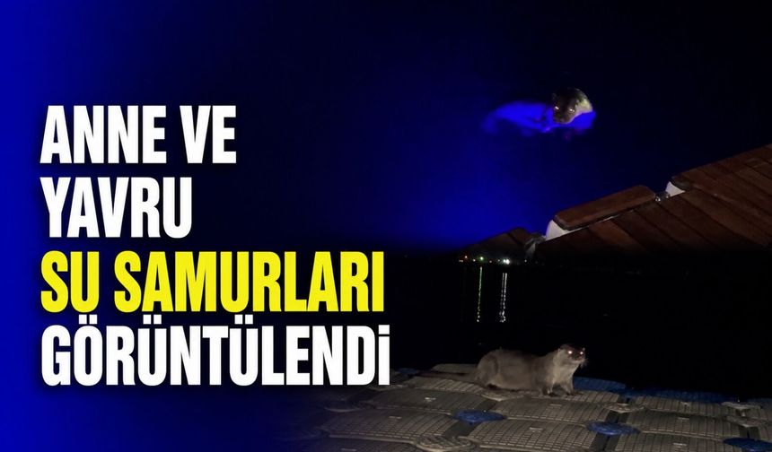 Anne ve yavru su samurları görüntülendi