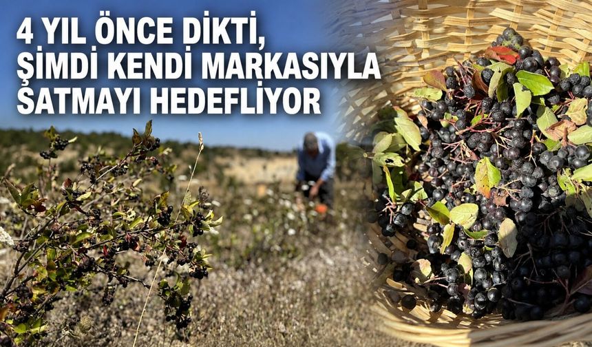 4 yıl önce dikti, şimdi kendi markasıyla satmayı hedefliyor