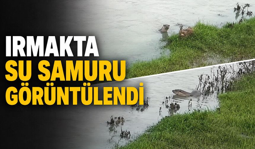 Irmakta su samuru görüntülendi