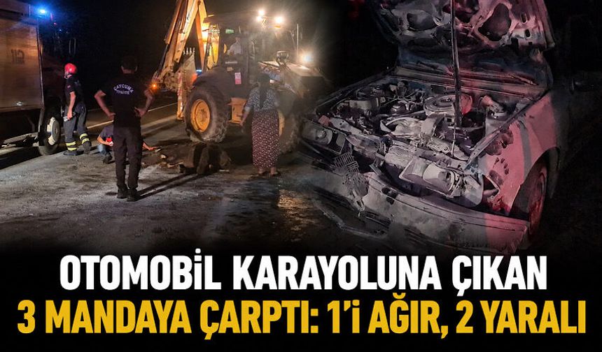 Otomobil karayoluna çıkan 3 mandaya çarptı: 1'i ağır, 2 yaralı